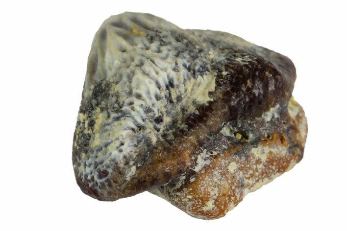 Fossil Crusher Shark (Ptychodus) Tooth - Kansas #152312